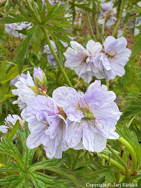 Geranium pratense 'Cloud Nine', kyl�kurjenpolvi